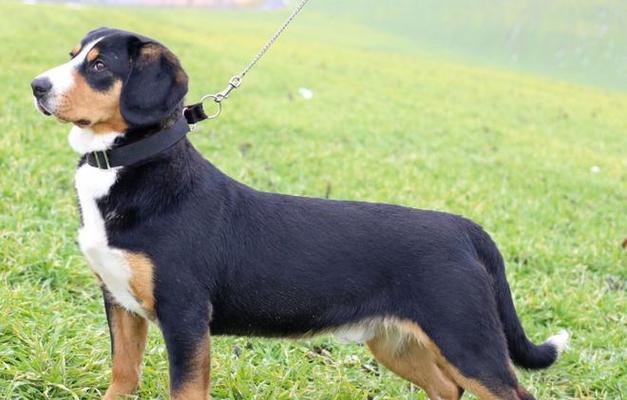 佛兰德牧牛犬的饲养秘籍（从喂养到训练，打造完美佛兰德伙伴）