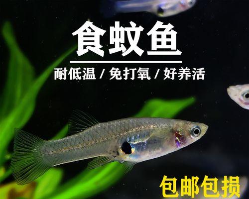 如何养护食蚊鱼（以宠物为主，探索科学养殖方法）