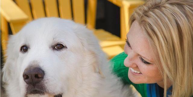 如何训练大白熊犬握手？（以宠物为主，轻松学习训练技巧）