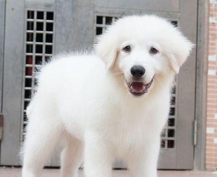 大白熊幼犬的饮食习惯（探究大白熊幼犬的营养需求及饮食偏好）