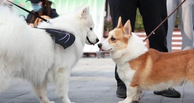 运动让宠物更健康（犬的身体需要运动）