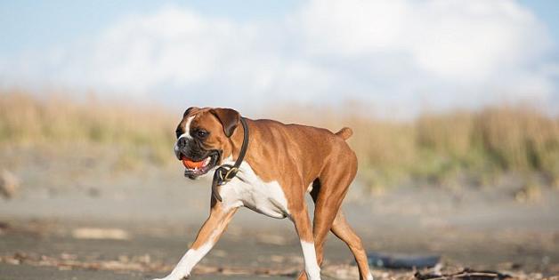 以拳师犬为宠物的喂养要点（如何做到科学饲养拳师犬？）