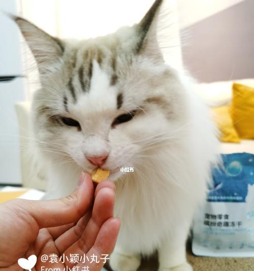 小心猫咪蛋黄过量！（了解正确的喂食量，避免健康危害。）