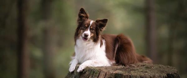 澳大利亚牧羊犬的饲养方法（科学养犬，让你的澳大利亚牧羊犬健康快乐）