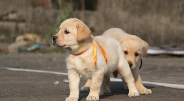 如何训练你的拉布拉多犬（宠物犬的训练秘籍，打造理想伴侣）