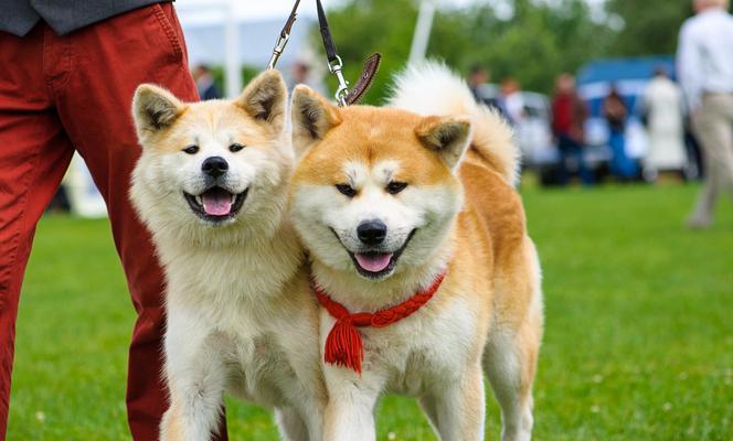 芬兰狐狸犬的饲养指南（打造幸福的芬兰狐狸犬家庭，关注狗狗健康生活）