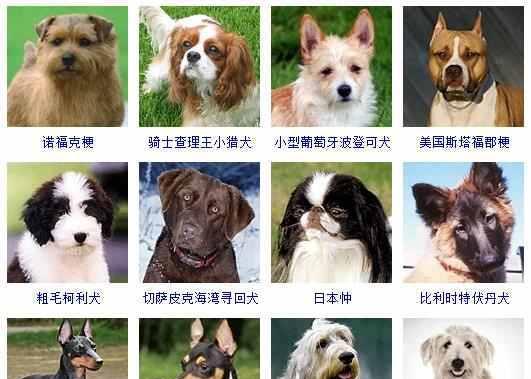 以奥达猎犬为宠物的饲养方法（了解奥达猎犬的特点和需求，打造愉快的饲养体验）