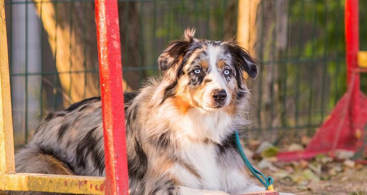 养一只快乐的澳大利亚牧羊犬（以宠物为主的饲养方法，关注犬只健康与幸福）