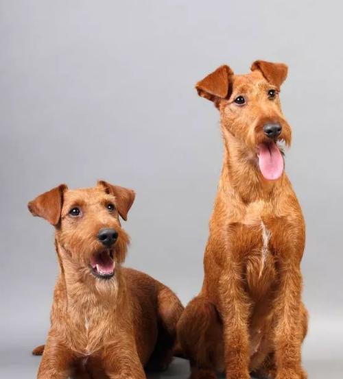 斯科舍诱鸭寻回犬的养护方法（掌握犬只食物、训练以及预防措施）