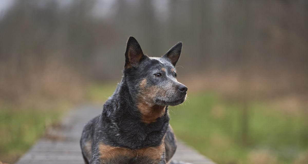 如何科学饲养佛兰德牧牛犬？（佛兰德牧牛犬饲养指南，从营养到训练全方位呵护。）