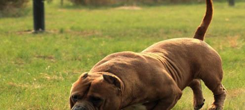 惠比特犬的饲养方法（健康饮食、适度运动、定期训练）