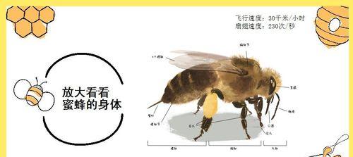 以缓行田鼠为宠物的饲养方法（从营养、环境到日常护理，这里有你需要的一切）