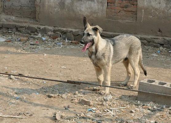 狼青犬饲养全攻略（以宠物为主，让你的狼青犬健康快乐成长）