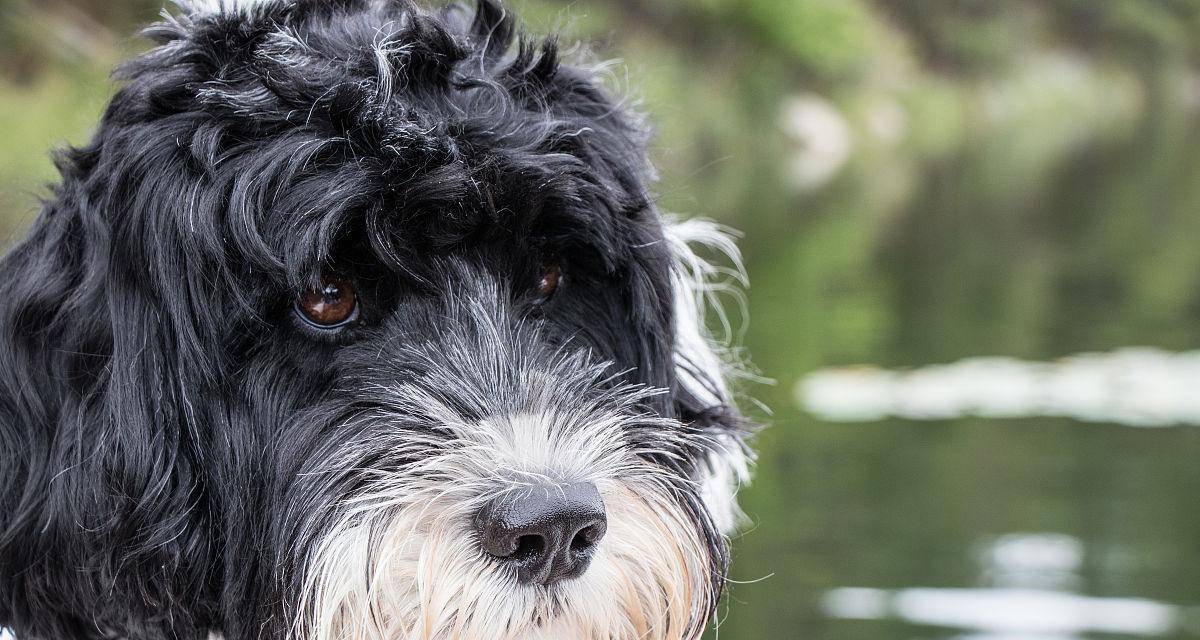 葡萄牙水犬的饲养指南（了解如何让您的宠物犬健康幸福）