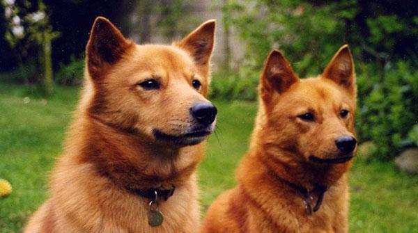 芬兰狐狸犬的饲养方法（打造健康快乐的芬兰狐狸犬生活）