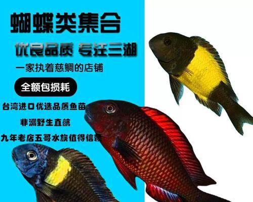 单斑蝴蝶鱼的饲养方法（打造舒适的家庭水族箱）