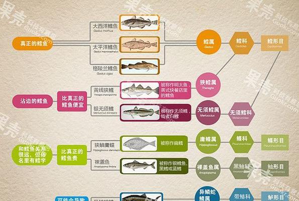 以包兰格海角陆龟为宠物的饲养方法（从选购到养护，轻松打造健康可爱的小宠物）