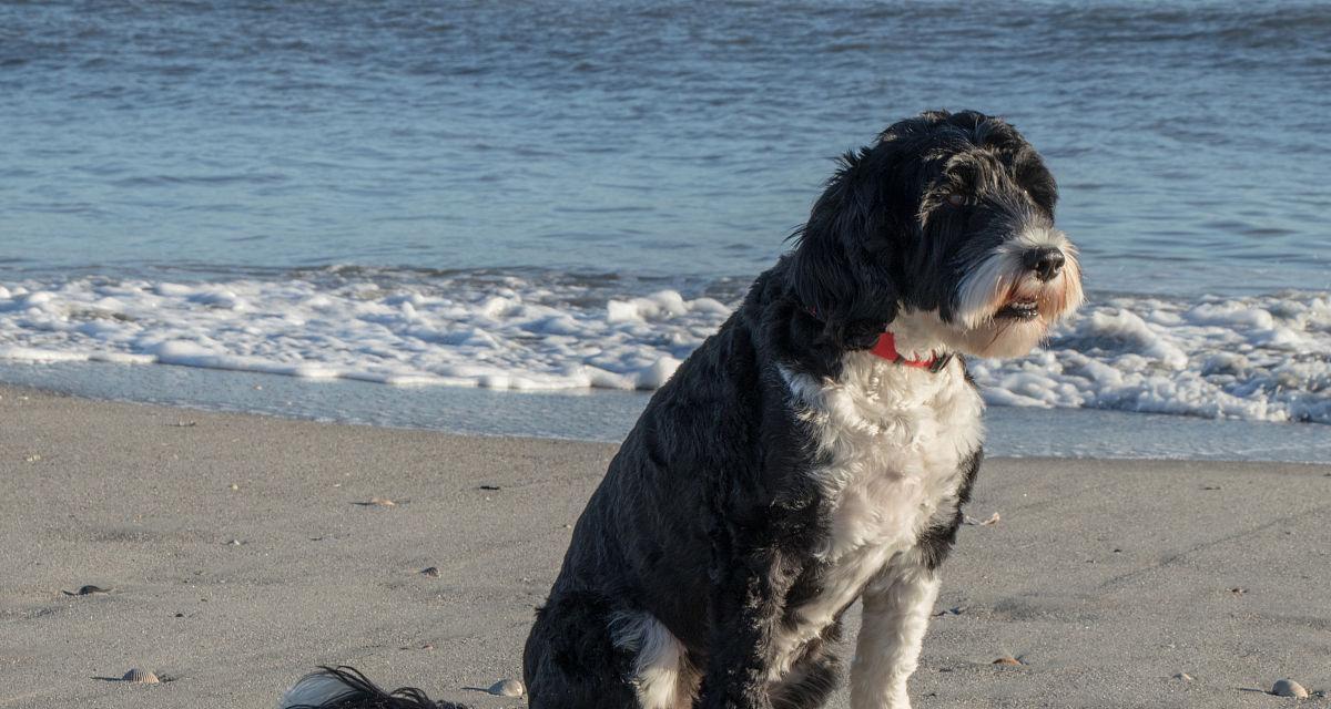 葡萄牙水犬的饲养方法（了解如何培养这种聪明、活泼的宠物）