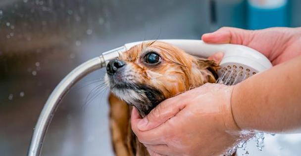 如何为宠物犬在美容店洗澡（步骤详解，让你的狗狗清爽舒适）