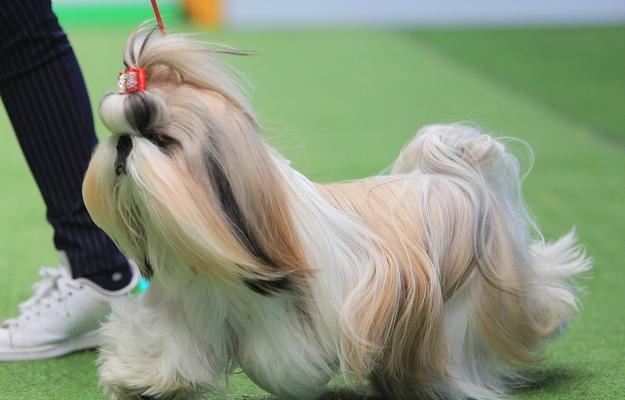 以西施犬为宠物的养护指南（西施犬好养吗？如何让你的西施犬健康快乐？）