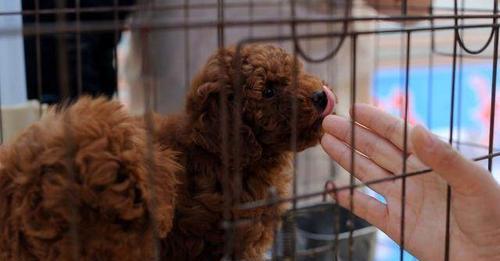 泰迪犬能否吃月饼？（探究泰迪犬对月饼的耐受性及食用建议）