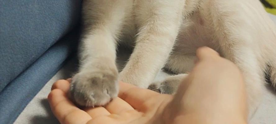 为什么猫咪不喜欢别人握手？（揭秘猫咪内心世界与社交行为）