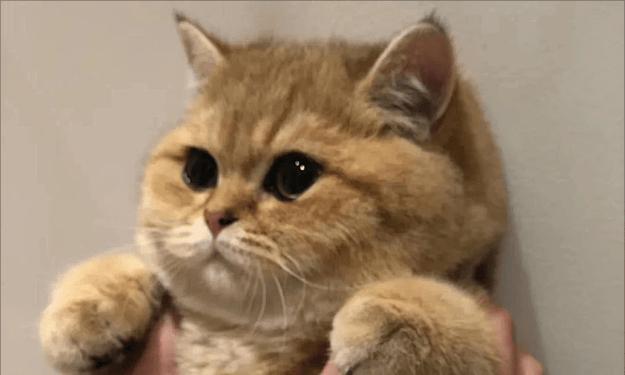 探索猫的先天性软骨病（了解猫天生软骨病的类型、影响和处理方法）