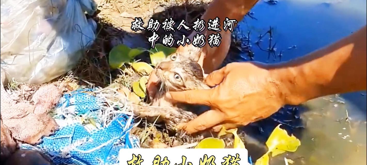 猫咪吃塑料袋（揭秘塑料袋对猫咪健康的威胁及预防措施）