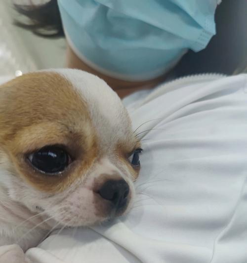 吉娃娃癫痫的治疗药物及注意事项（以阿托品为主要药物治疗吉娃娃癫痫）