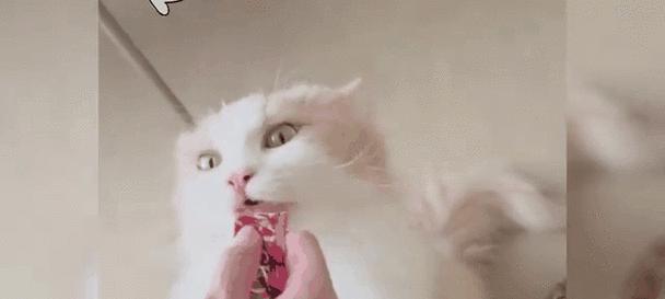 为什么以猫磨爪子是一个好习惯？（保护家具不是唯一原因，关键是满足生理和行为需求）