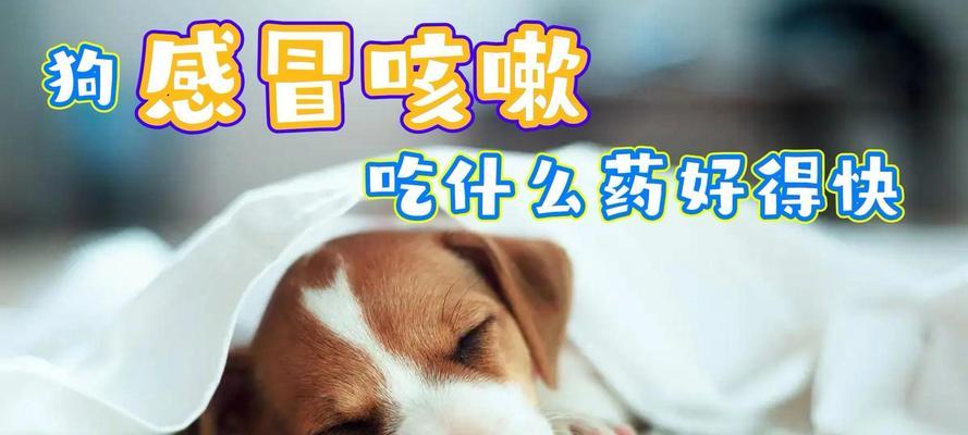 怀孕的狗狗发烧怎么办？用药治疗加速康复（了解症状及正确药物治疗，保护怀孕狗狗的健康）