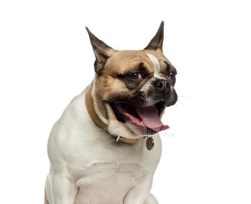 法牛犬常见疾病及预防措施（了解法牛犬容易患上的疾病，保护它们的健康）